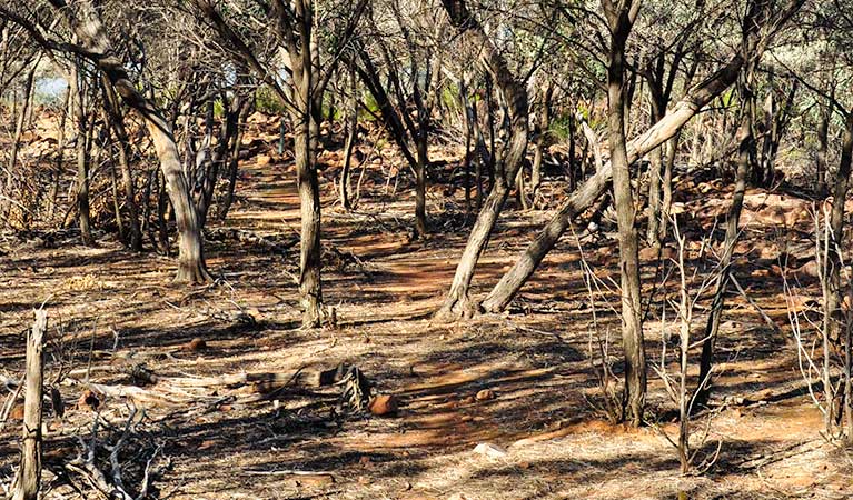 Ngiyambaa walking track, Mount Grenfell Historic Site.