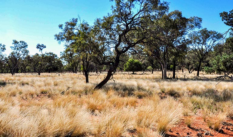 Mount Grenfell Historic Site. Photo: Jenna Hore