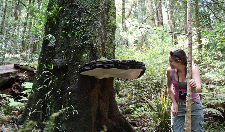 Moss-filled rainforest, Mount Hyland Nature Reserve. Photo: G James