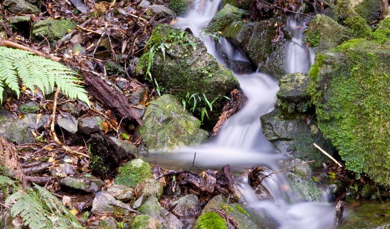 Water stream over moss-covered rocks, Mount Hyland Nature Reserve. Photo: M Price