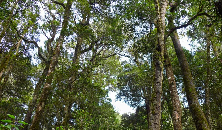 Ancient Gondwana rainforest, Mount Hyland Nature Reserve. Photo: H Clark