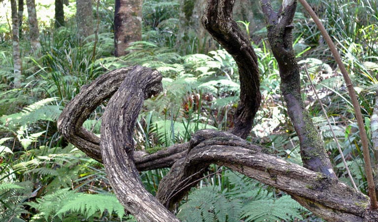 Twisted tree branches, Mount Hyland Nature Reserve. Photo: H Clark