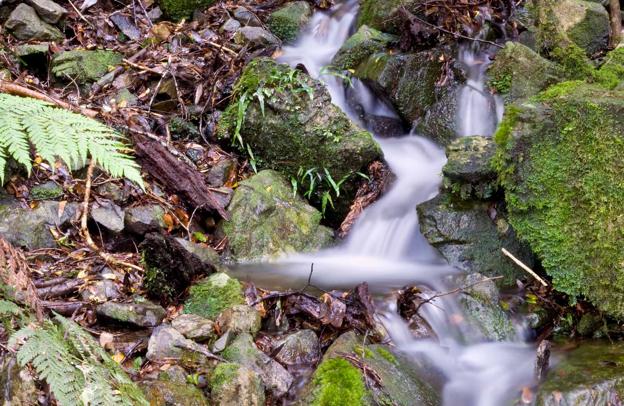 Water stream over moss-covered rocks, Mount Hyland Nature reserve. Photo: M Price