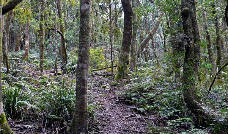 Summit walking track, Mount Hyland Nature Reserve. Photo &copy; Helen Clark