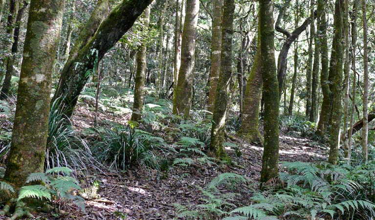 Summit walking track, Mount Hyland Nature Reserve. Photo &copy; Helen Clark