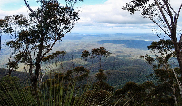 Mount Imlay National Park. Photo: NSW Government