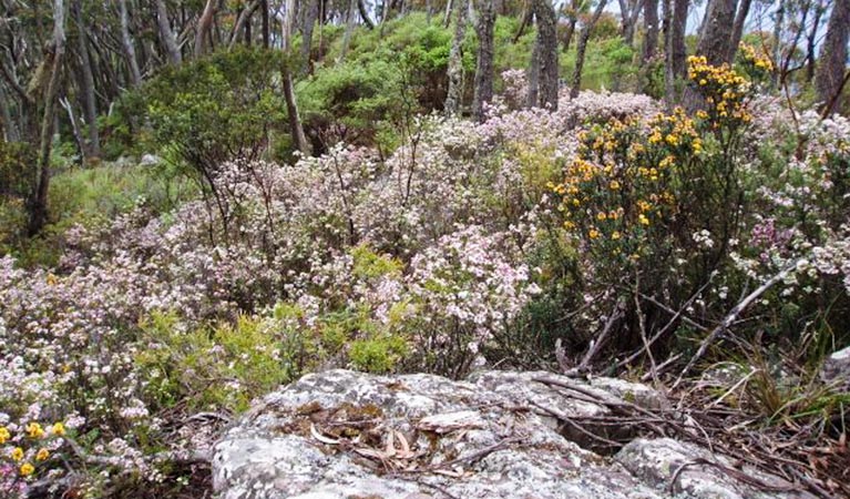 Mount Imlay National Park. Photo: NSW Government