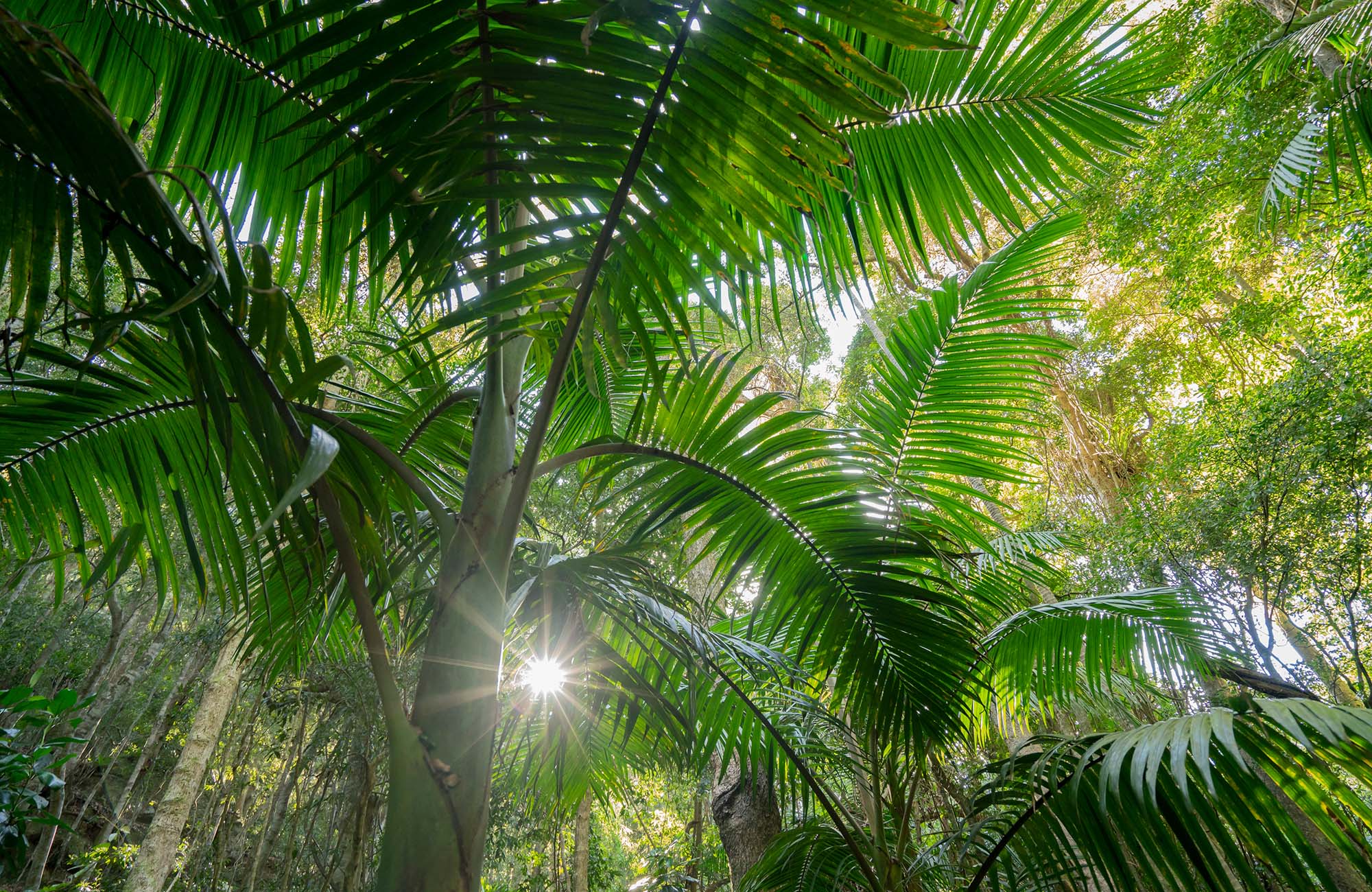 A bangalow palm, Minnamurra Falls walk, Budderoo National Park. Photo credit: John Spencer &copy; DPIE