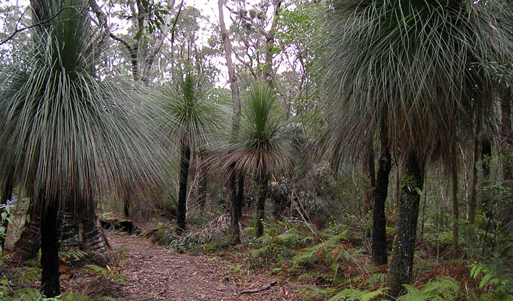 Grass trees. Photo credit: Koen Dijkstra © DPIE