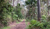 Trail winding through forest in Mount Jerusalem National Park. Photo: J. Slabb &copy; DPE