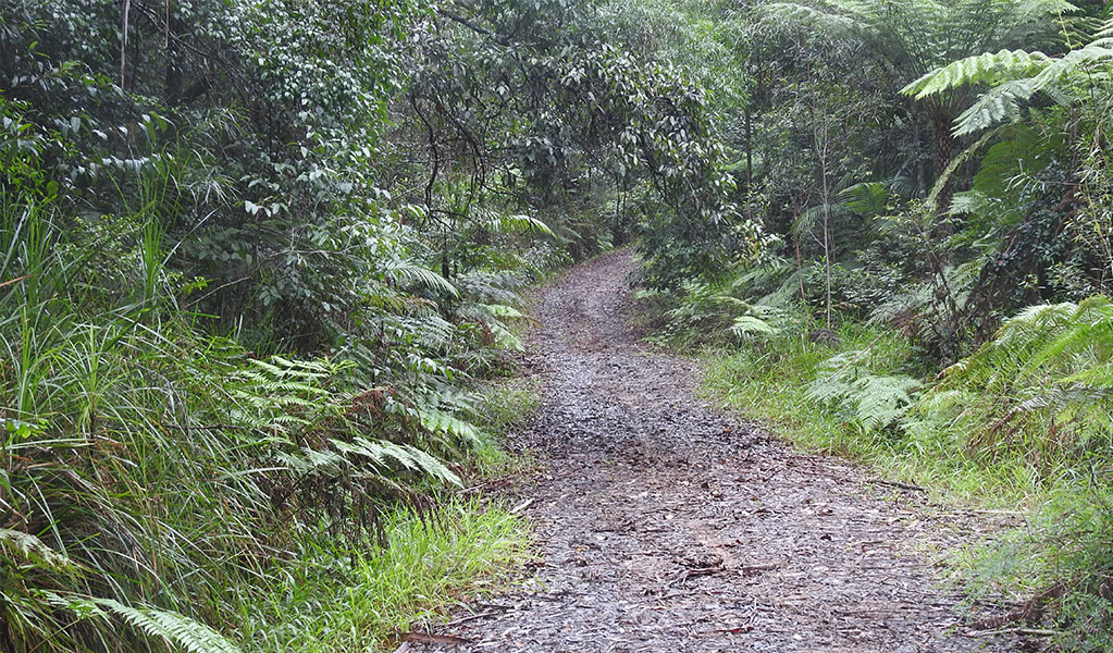Dense rainforest in the Byron Bay Hinterland. Photo credit: Liz Dargin &copy; DPIE
