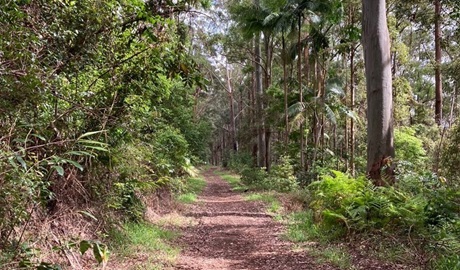Mount Jerusalem Central trails winding through forest in Mount Jerusalem National Park. Photo: J. Slabb &copy; DPE