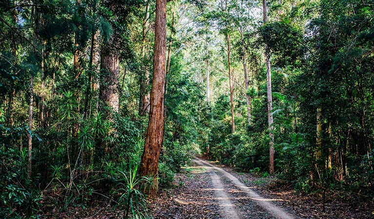 Muurlay Baamgala cycle trails set in eucalypt forest at Bongil Bongil National Park, near Coffs Harbour. Photo credit: Jay Black &copy; DPIE