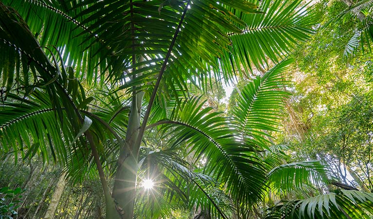 A bangalow palm. Credit: John Spencer &copy; DPIE