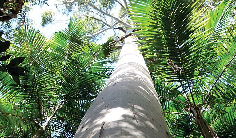 Flooded gum, littoral rainforest. Credit: John Turbill &copy; DPIE