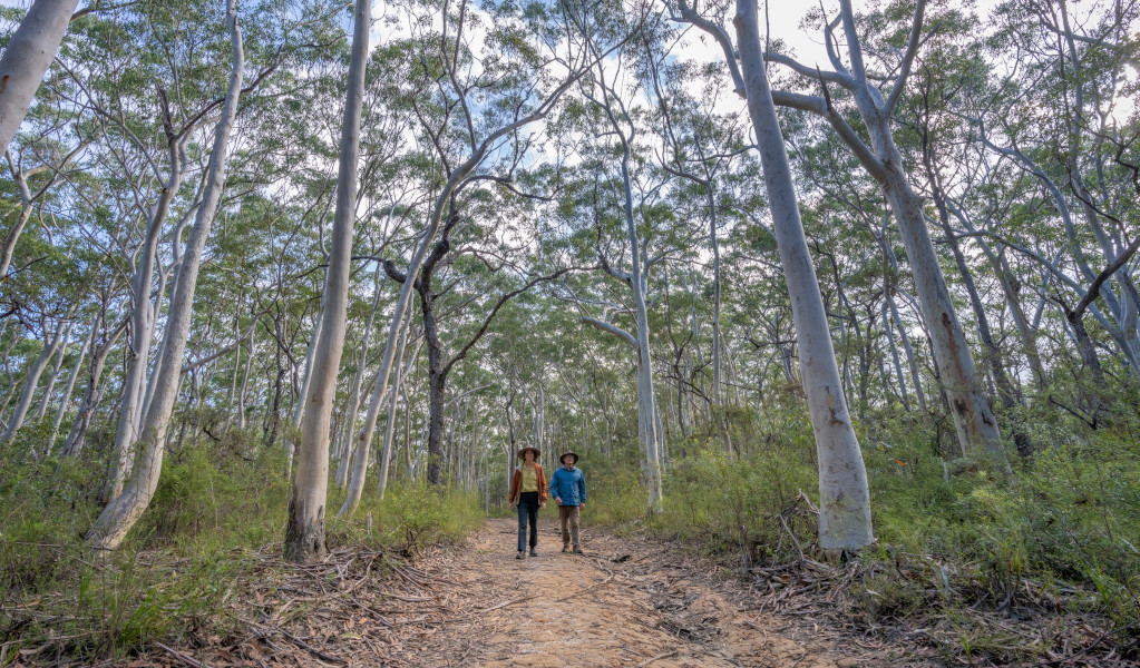 2 bushwalkers walking underneath towering trees on Rayners walking track in Mount Jerusalem National Park. Credit: John Spencer &copy; DPE 