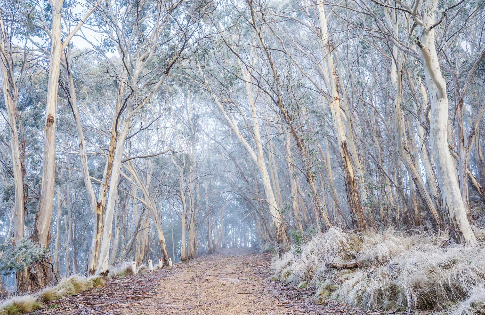 Light dusting of snow on trees in winter, Mount Kaputar National Park. Photo: Simone Cottrell/OEH