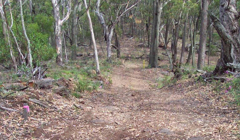 Barraba track, Mount Kaputar National Park. Photo: OEH
