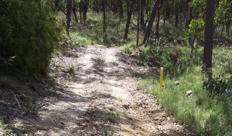 Barraba track, Mount Kaputar National Park. Photo: OEH