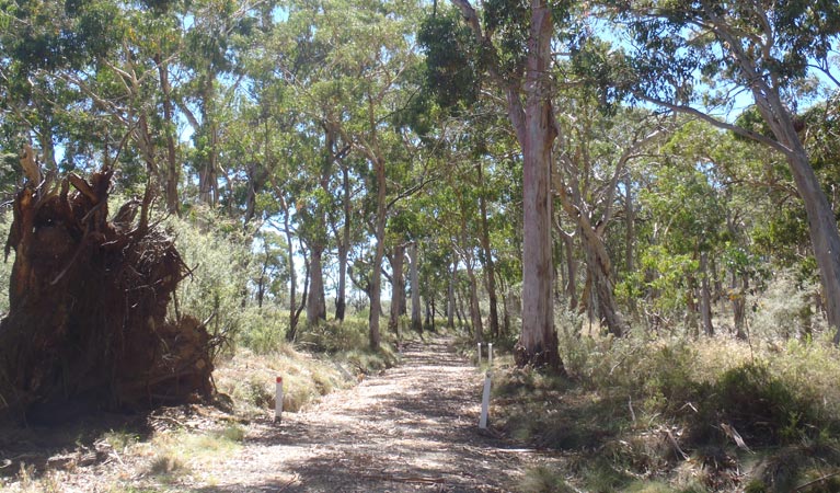 Barraba track, Mount Kaputar National Park. Photo: OEH