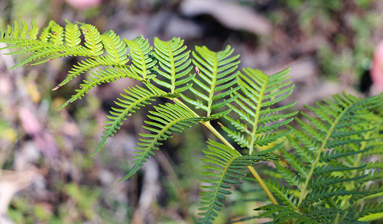 Barraba Track, Mount Kaputar National Park. Photo: Jessica Stokes