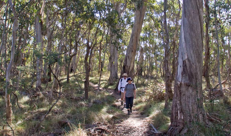 Bundabulla circuit walking track, Mount Kaputar National Park. Photo: Boris Hlavica