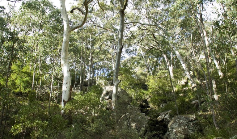 Trees and bushland along Bundabulla Circuit walking track in Mount Kaputar National Park. Photo: Boris Hlavica &copy; DPIE