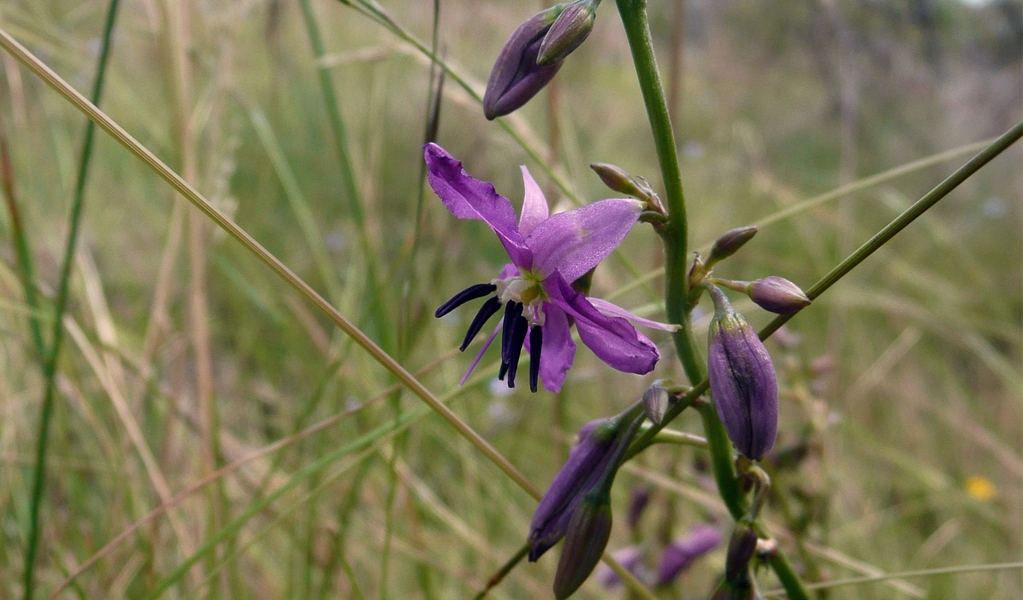 Nodding chocolate lily, Mount Kaputur National Park. Photo: Jessica Stokes &copy; DCCEEW