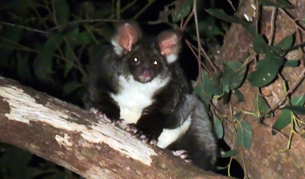 Greater glider on Dawsons Spring Nature Trail, Mount Kaputar National Park. Photo: Lachlan Copeland &copy; DCCEEW