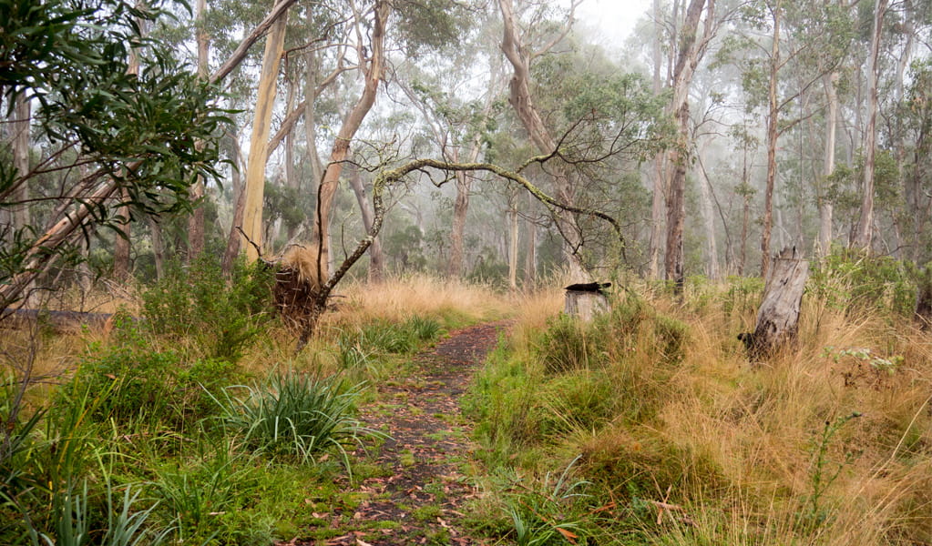 Dawsons Spring nature trail, Mount Kaputar National Park. Photo: Leah Pippos, &copy; DCCEEW