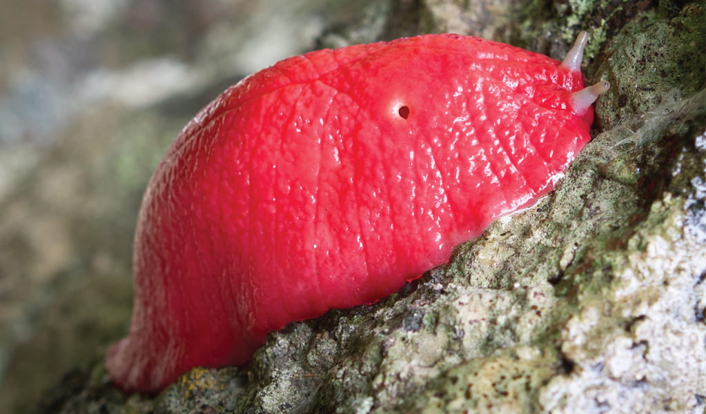 Giant pink slug on Dawsons Spring Nature Trail, Mount Kaputar National Park. Photo: Robert Cleary &copy; DCCEEW