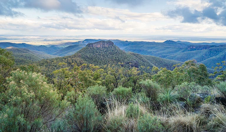 View of the Warrumbungles from Doug Sky lookout in Mount Kaputar National Park. Photo: Simone Cottrell/OEH