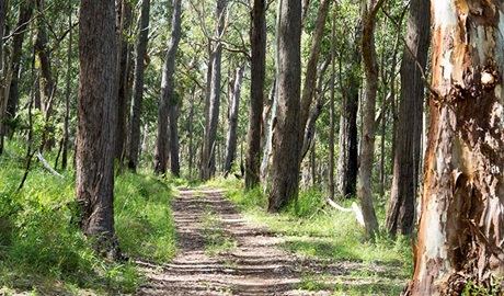 Kaputar Plateau walk, Mount Kaputar National Park. Photo credit: Leah Pippos &copy; DPIE