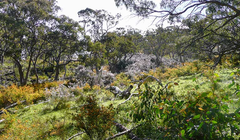 Kaputar Plateau walk, Mount Kaputar National Park. Photo &copy; Jessica Stokes