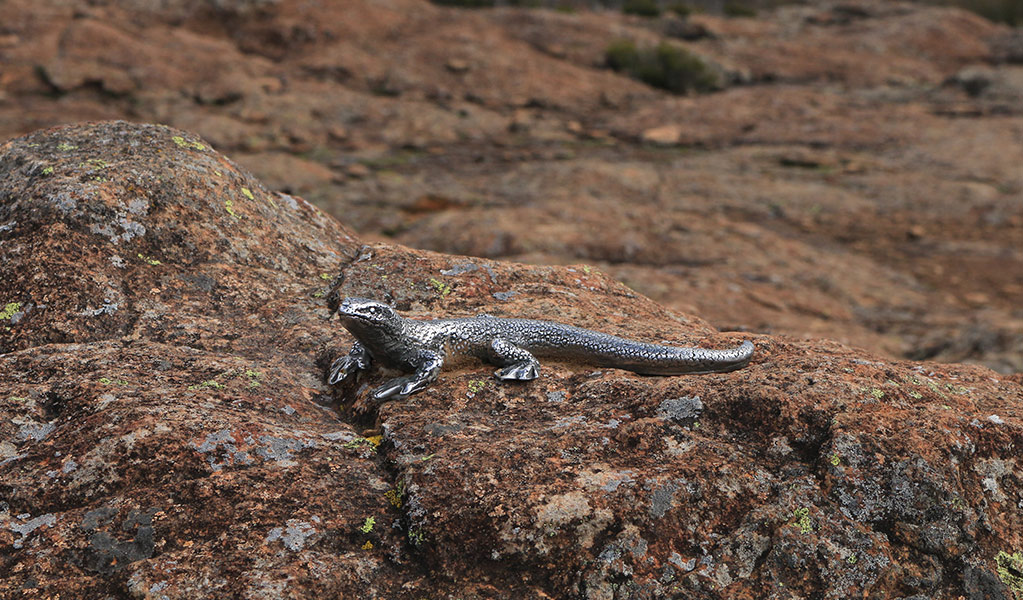 A cast sculpture of the threatened Kaputar rock skink, on rocks along Lindsay Tops walk. Photo: Kirsten Skinner &copy; Kirsten Skinner