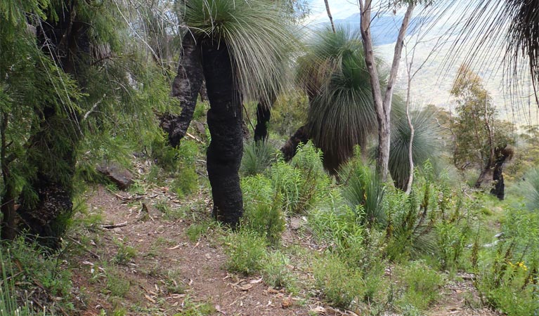 Mount Coryah walking track, Mount Kaputar National Park. Photo: Ian Smith