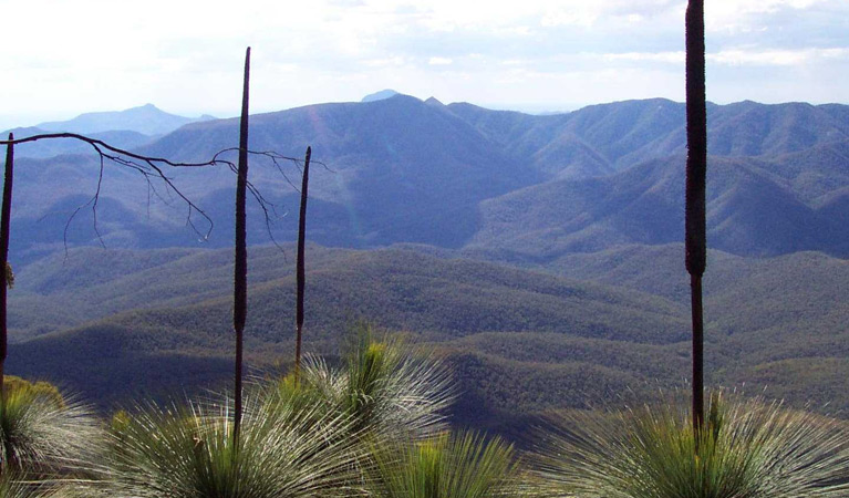 Mount Coryah walking track, Mount Kaputar National Park. Photo: M Heinze