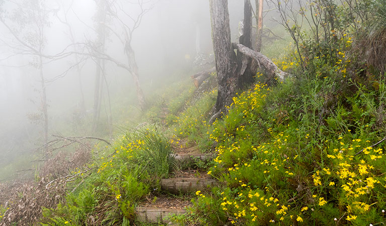 Mount Coryah walking track, Mount Kaputar National Park. Photo credit: Leah Pippos &copy; DPIE