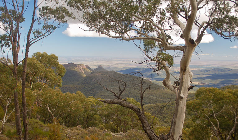 Mount Coryah walking track, Mount Kaputar National Park. Photo: Ian Smith