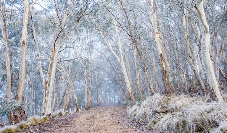 A light dusting of snow lines the vegetation at Mount Kaputar near Eckford's carpark. Photo: Simone Cottrell/OEH