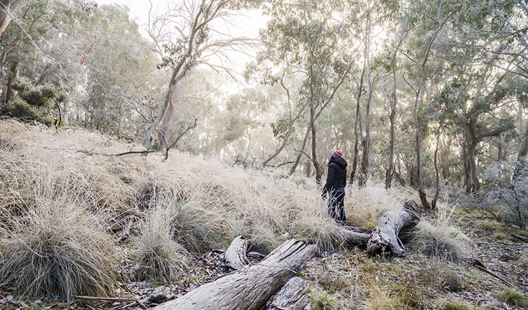 A light dusting of snow lines the vegetation at Mount Kaputar near Eckfords carpark. Photo: Simone Cottrell/OEH