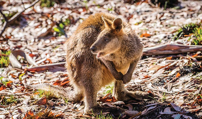 Swamp wallaby in Mount Kaputar National Park. Photo: Simone Cottrell/OEH