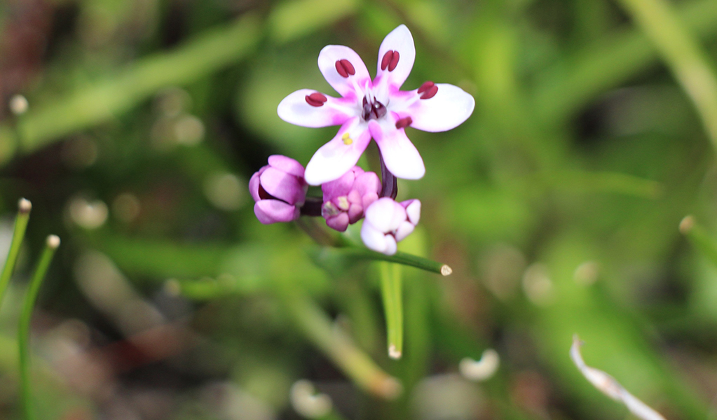 Close up of early Nancy flowers in bloom. Photo &copy; Jessica Stokes