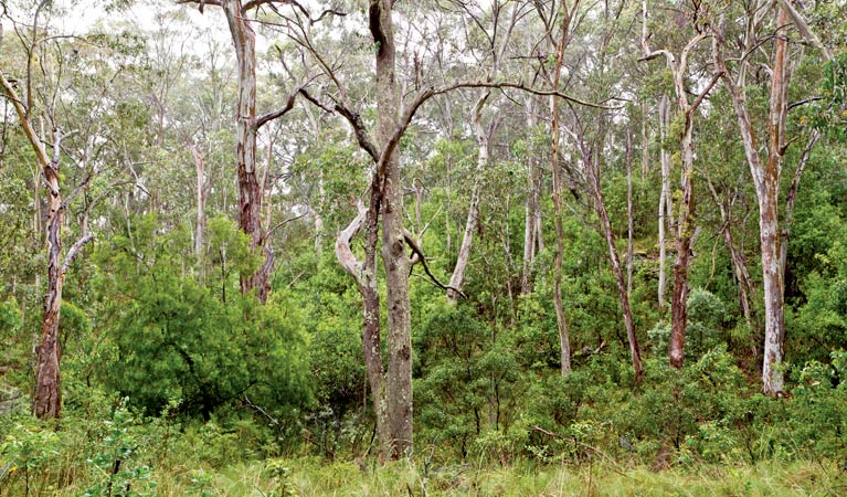 Bushland around Scutts Hut fire trail. Photo: Rob Cleary