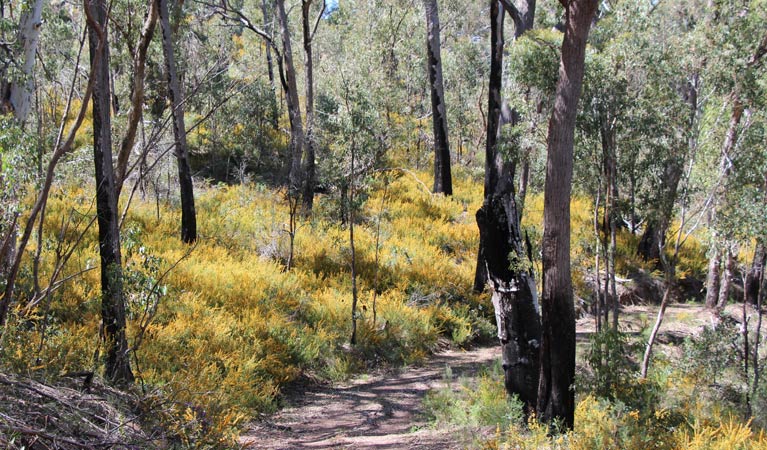 Scutts Hut and Kurrawonga Falls walk, Mount Kaputar National Park. Photo &copy; Jessica Stokes