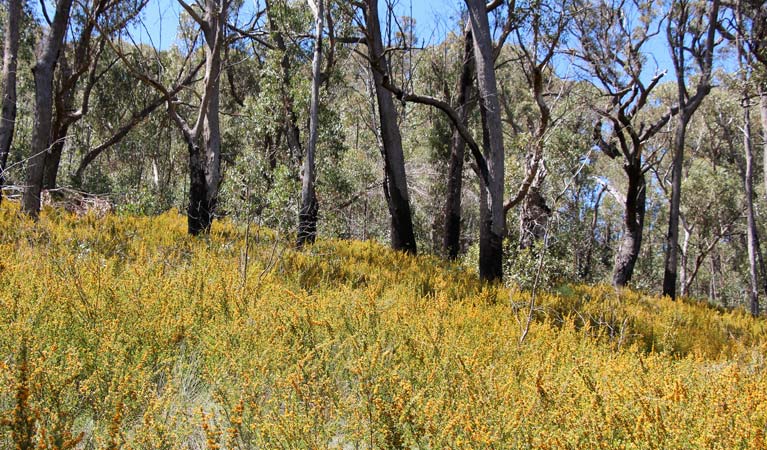 Scutts Hut and Kurrawonga Falls walk, Mount Kaputar National Park. Photo &copy; Jessica Stokes