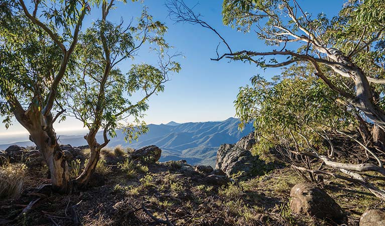 Mountain views between trees at The Governor Lookout. Photo: Simone Cottrell &copy; OEH