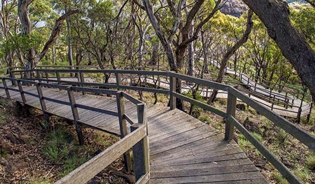 The Governor Summit (Corrunbral Borawah) walking track, Mount Kaputar National Park. Photo: Boris Hlavica &copy; OEH