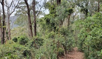 Carrow Brook walking track in Mount Royal National Park. Photo: Ashley Deveridge &copy; DPE