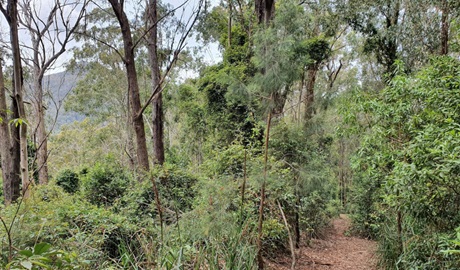 Carrow Brook walking track in Mount Royal National Park. Photo: Ashley Deveridge &copy; DPE